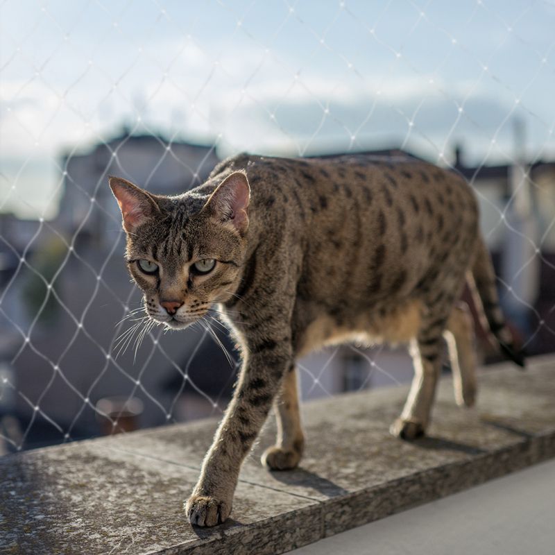 Filet balcon pour chat