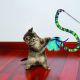 Kong cat kickeroo curlz teaser - Jouet pour chat