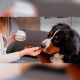 Movoflex Chien - Complément alimentaire pour les articulations