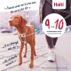 Harnais anti-traction Halti pour chien