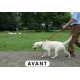 Halti - Licol anti traction pour chiens AVANT